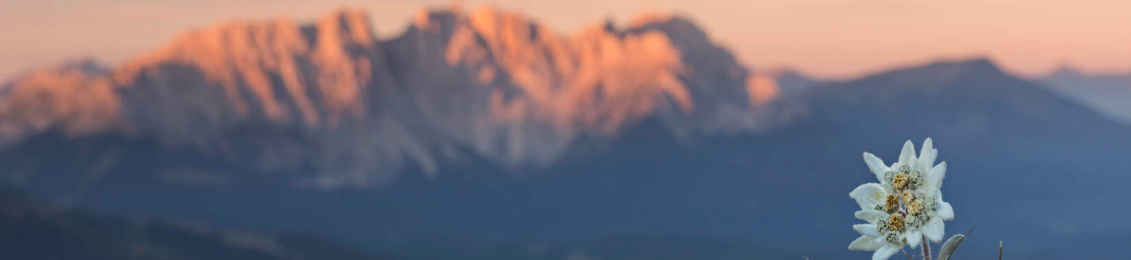 Edelweiss in the Swiss Alps at sunset